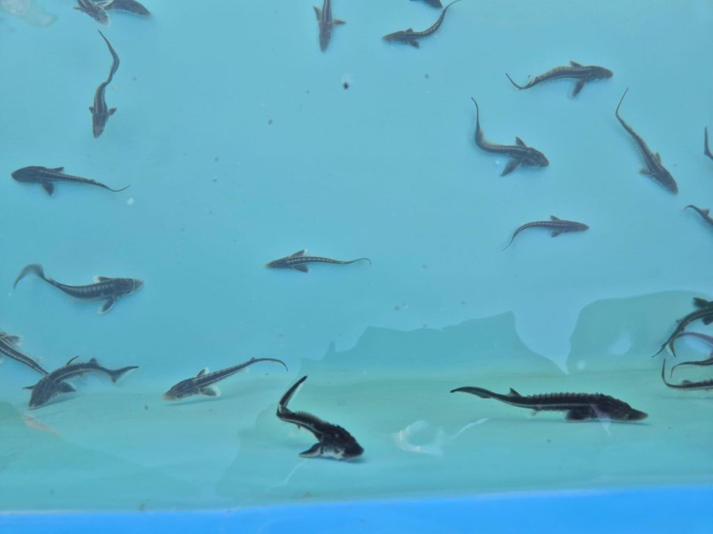 Изображение WhatsApp 2025-07-18 в 09.15.19_8c1c9a91.jpg